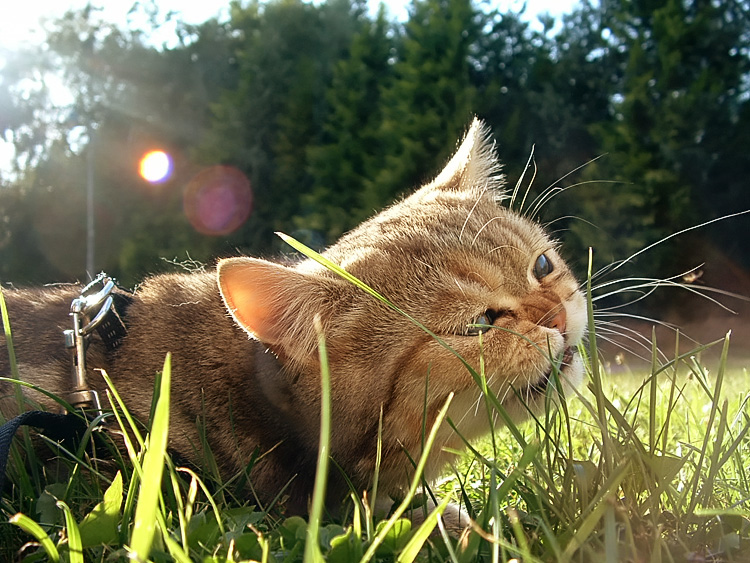 Aaron of Golden Grafixx - Exotic Shorthair