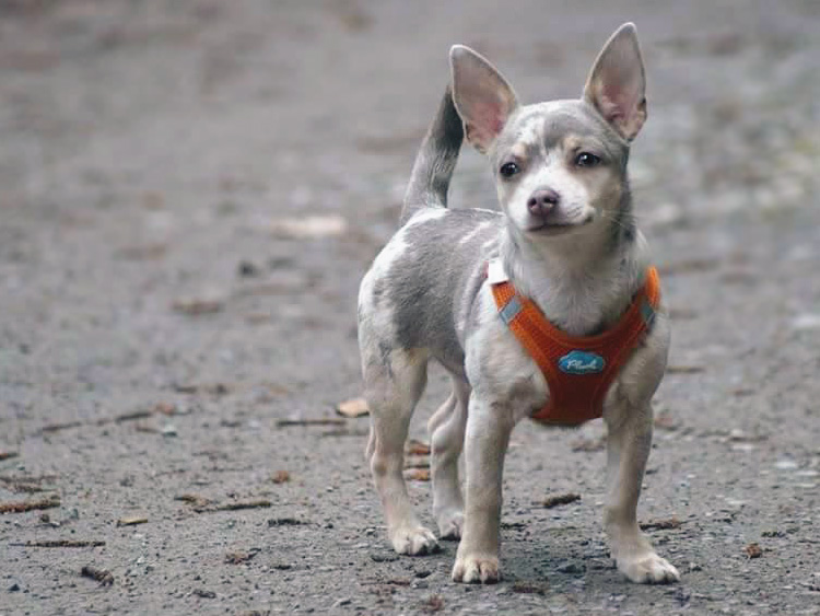Chihuahua lilac Merle